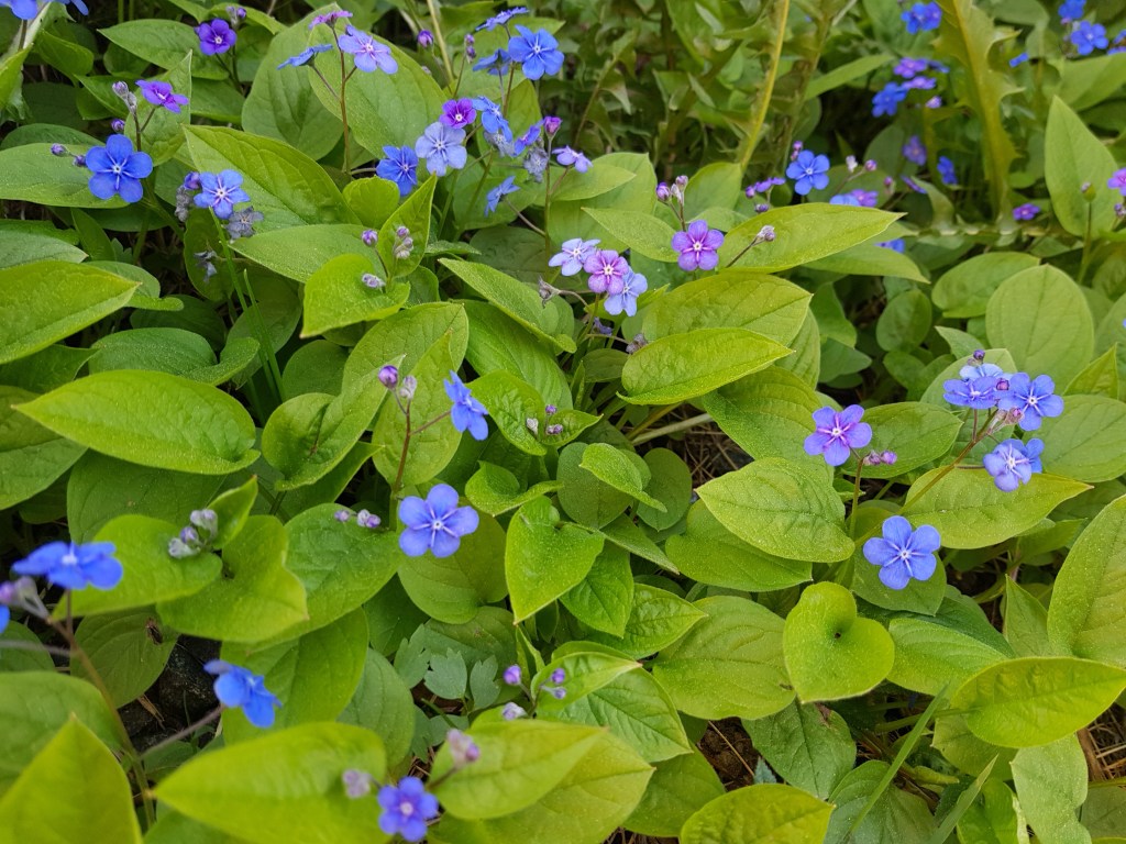 Garden Inventory | Omphalodes verna