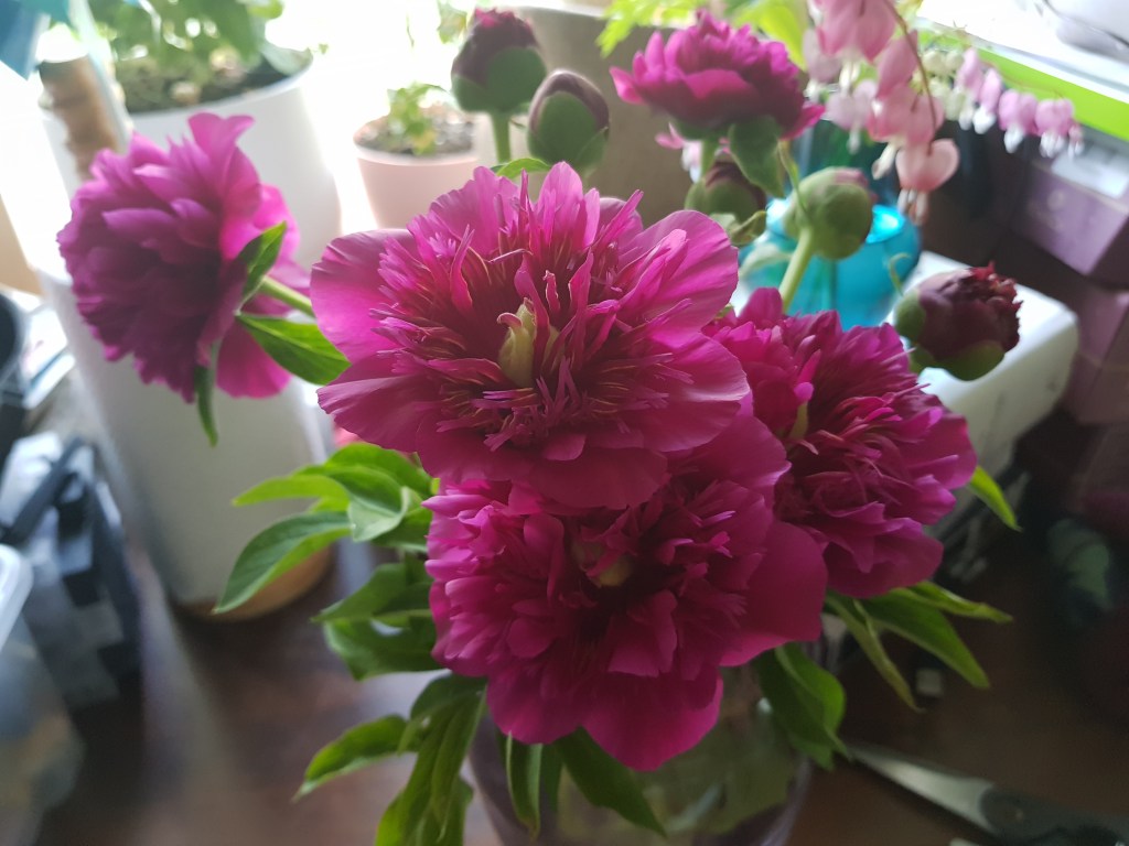 Garden Inventory | Paeonia officinalis ‘Nordic Paradox’