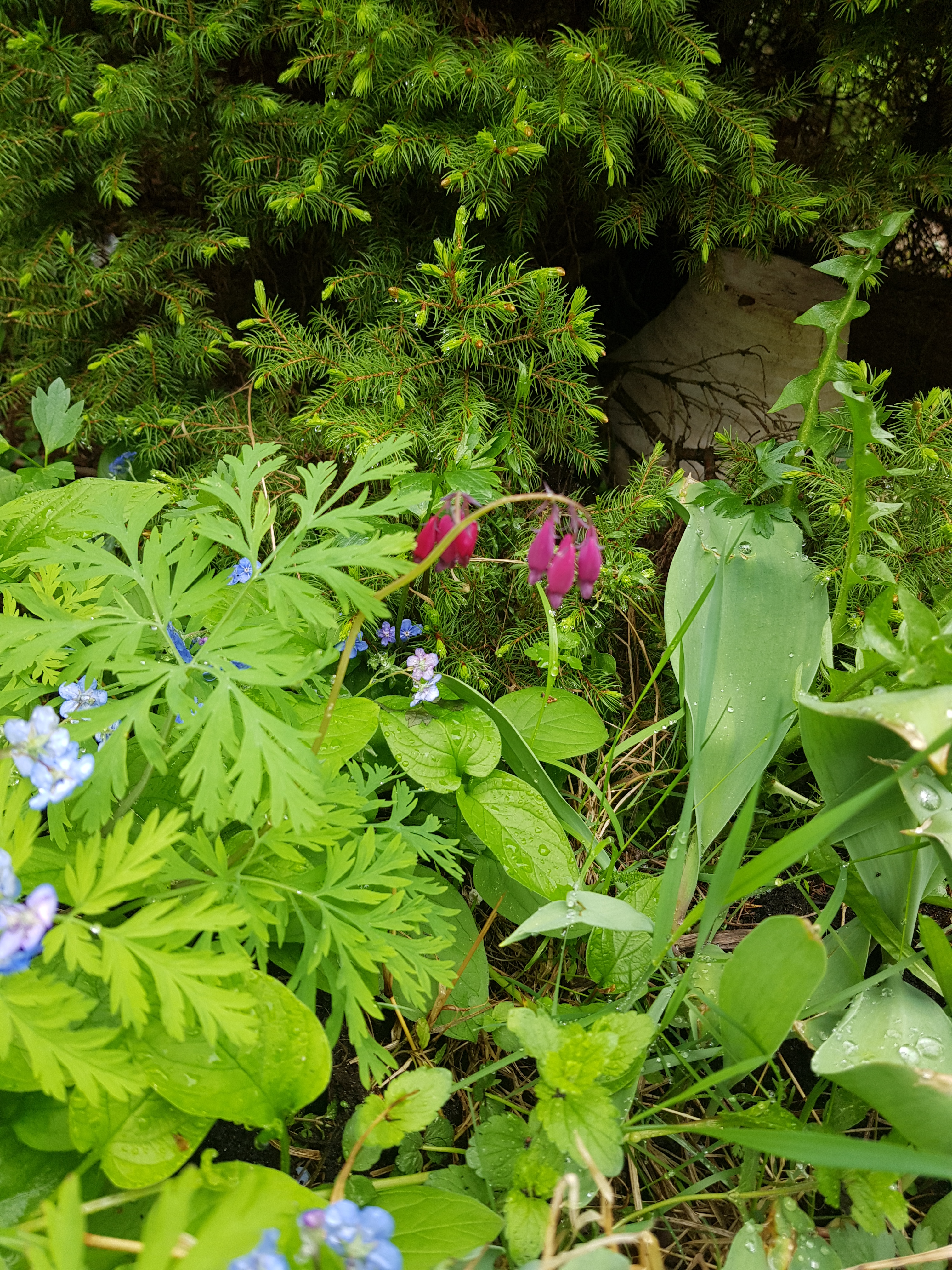 Dicentra formosa