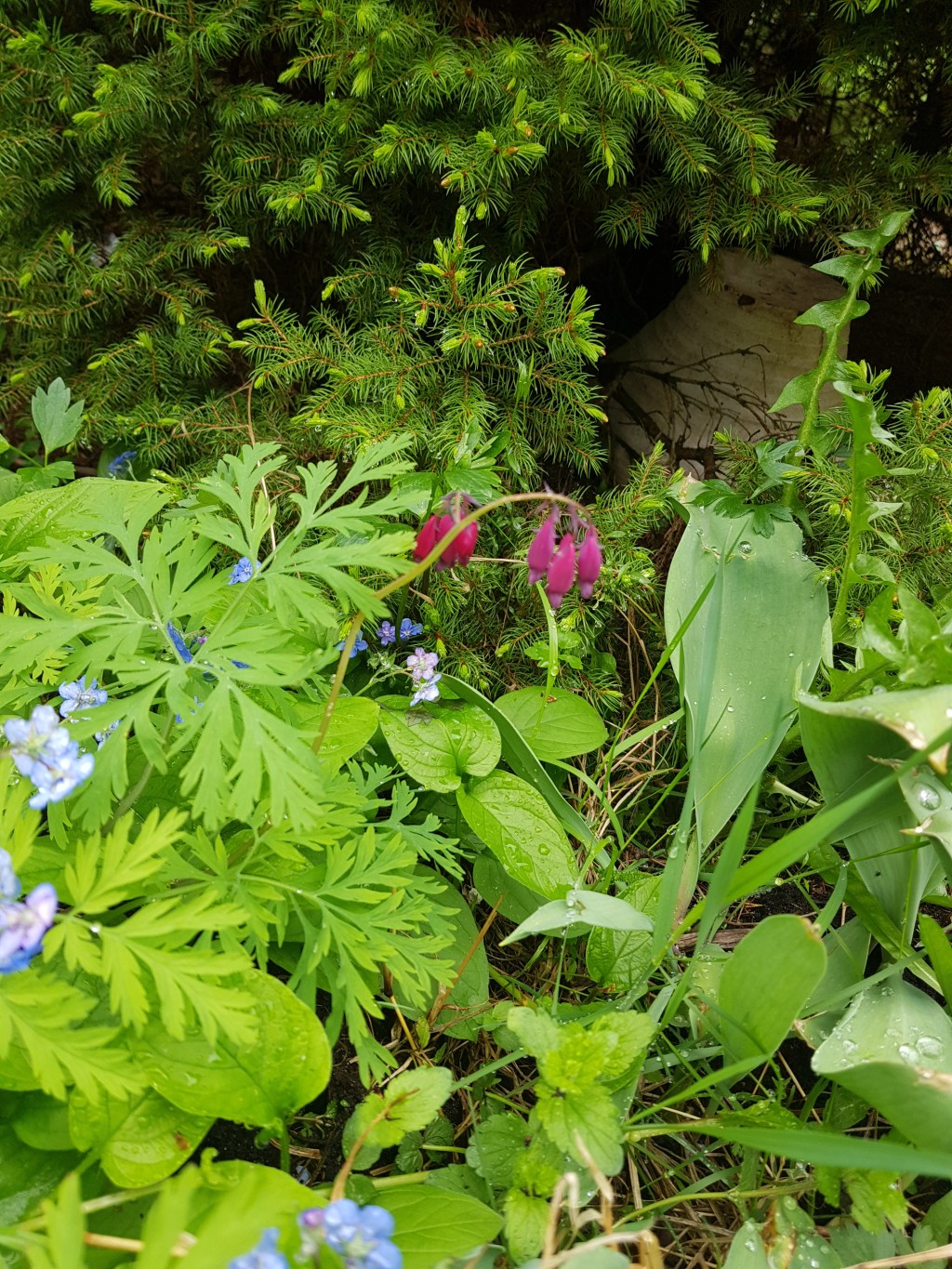 Garden Inventory | Dicentra&nbsp;formosa