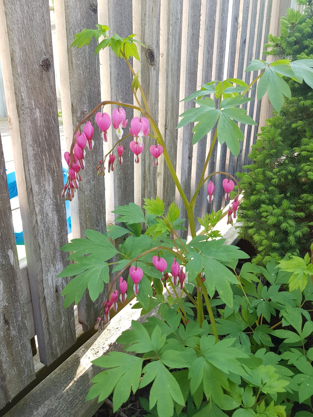 Garden Inventory | Dicentra&nbsp;spectabilis