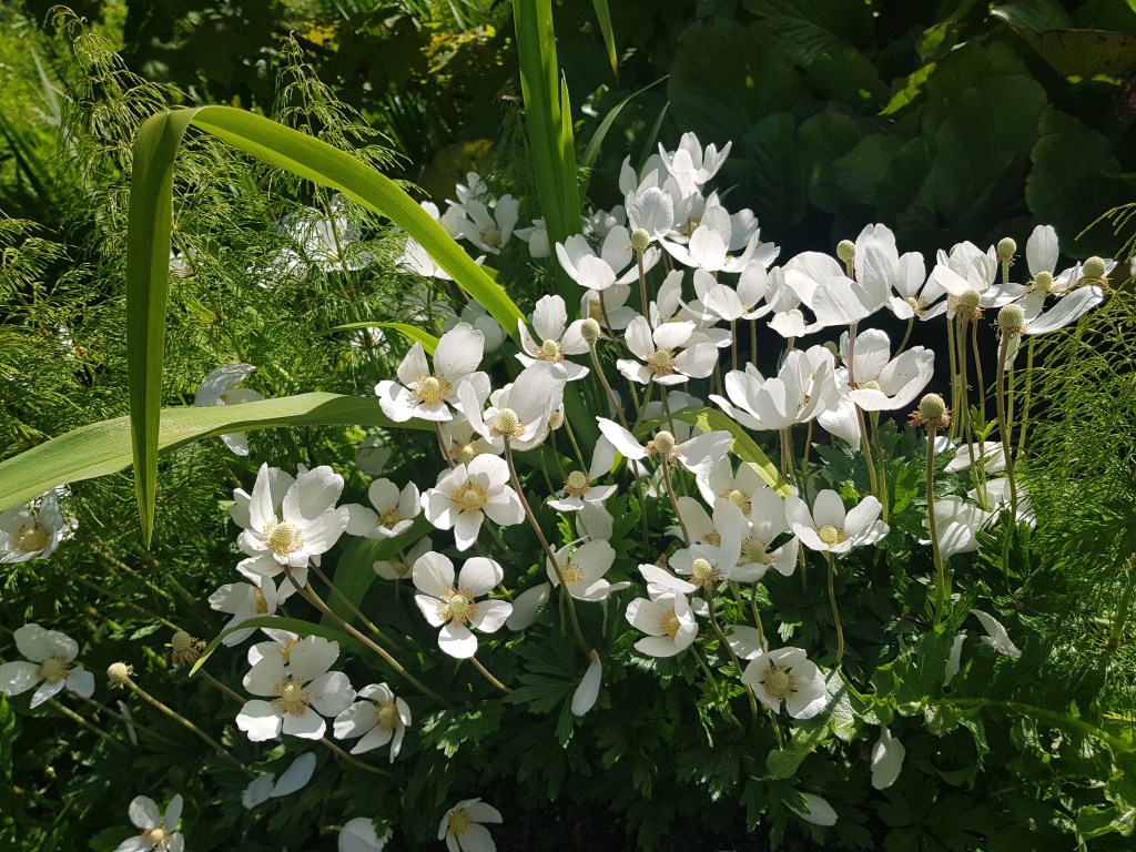 Garden Inventory | Anemone&nbsp;sylvestris