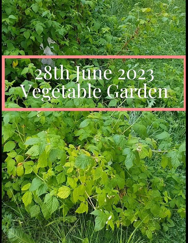 June 2023 Vegetable Garden Tour