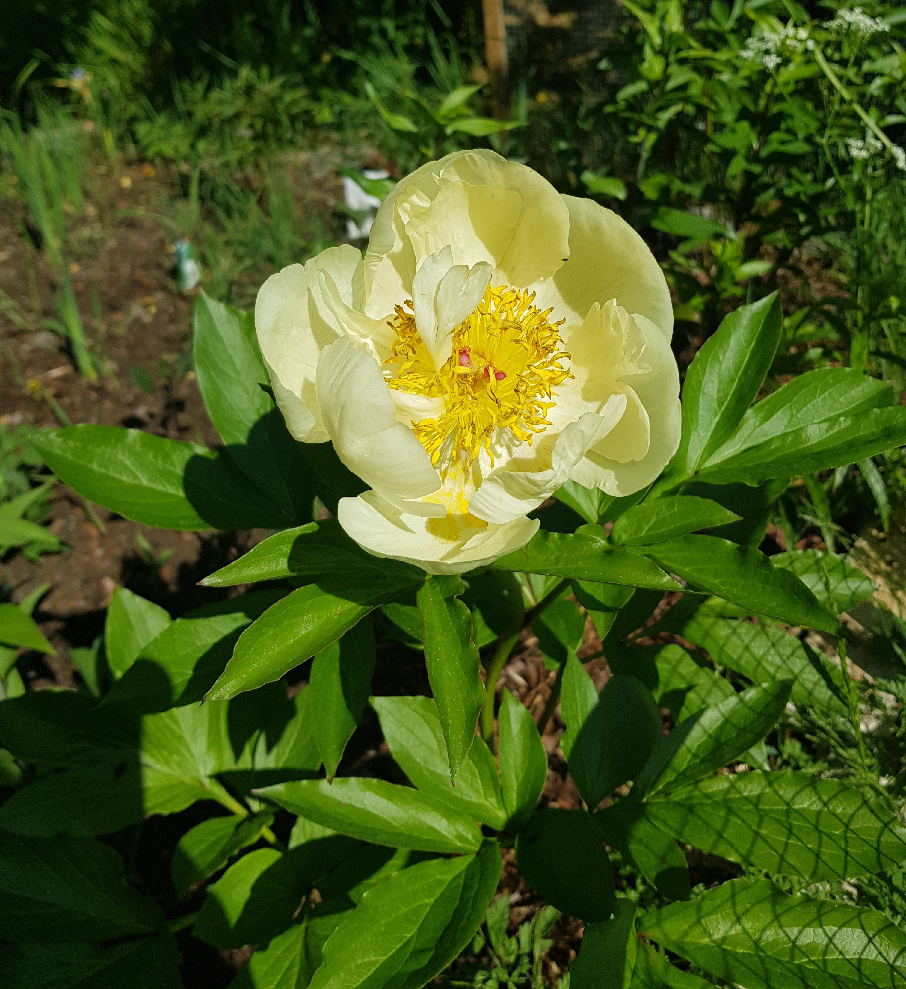 Paeonia herbaceous hybrid ‘Lemon Chiffon’