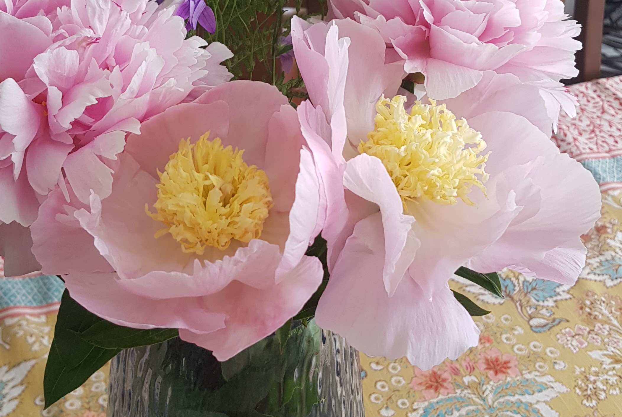 Paeonia lactiflora ‘Garden Lace’