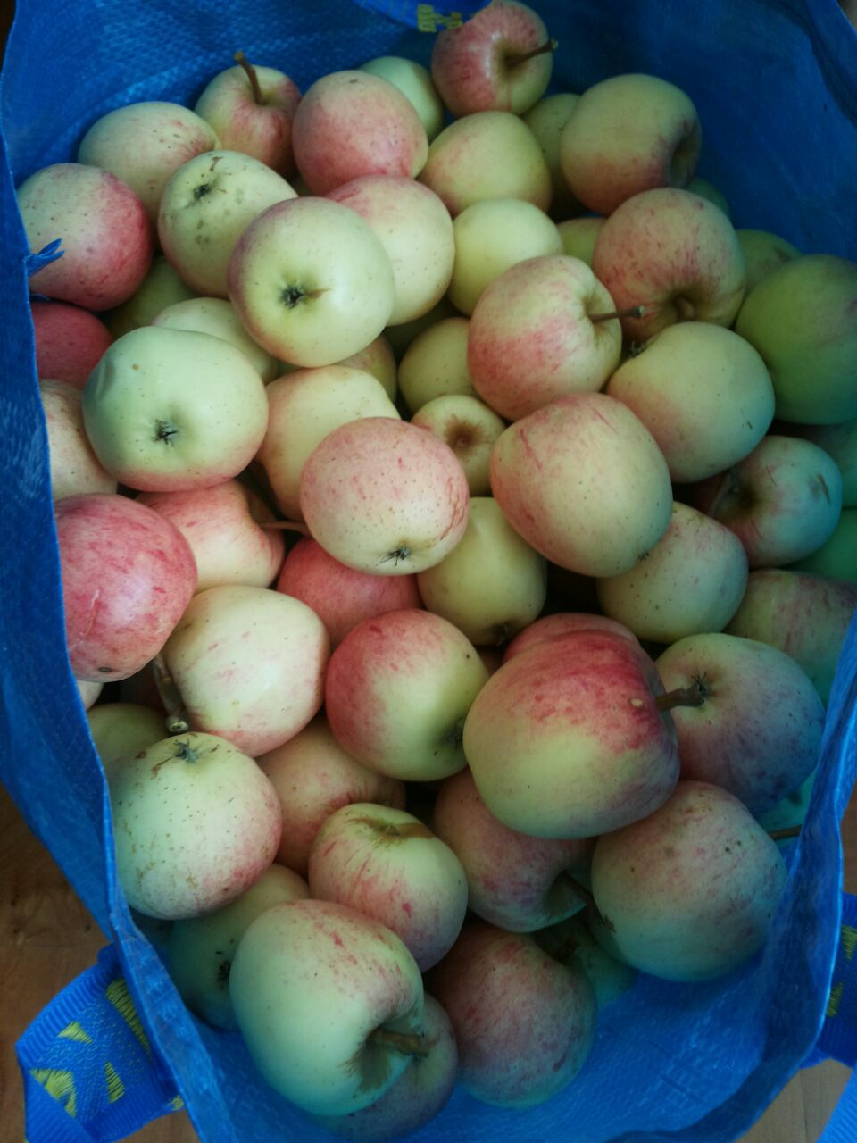 Malus domestica ‘Red Cinnamon’