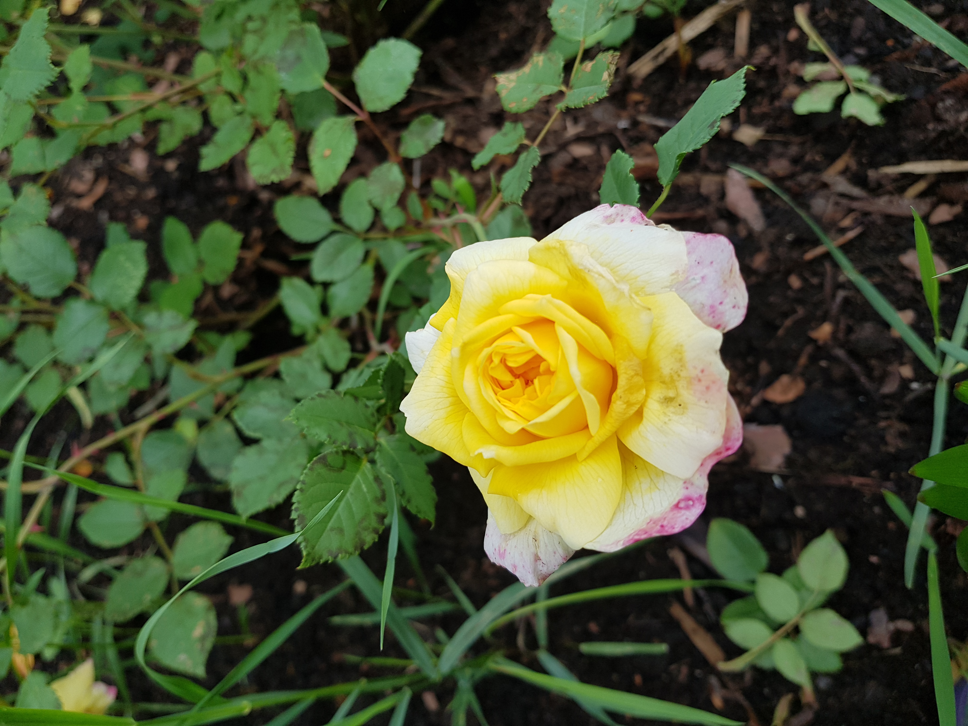 Garden Inventory | Rosa ‘The Poet’s Wife’