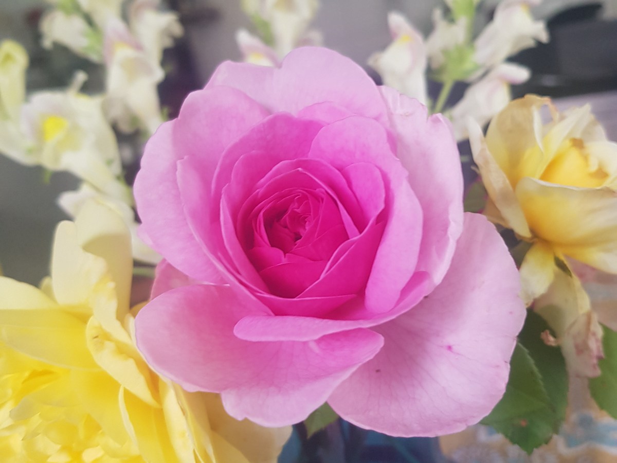 Garden Inventory | Rosa ‘Gertrude&nbsp;Jekyll’
