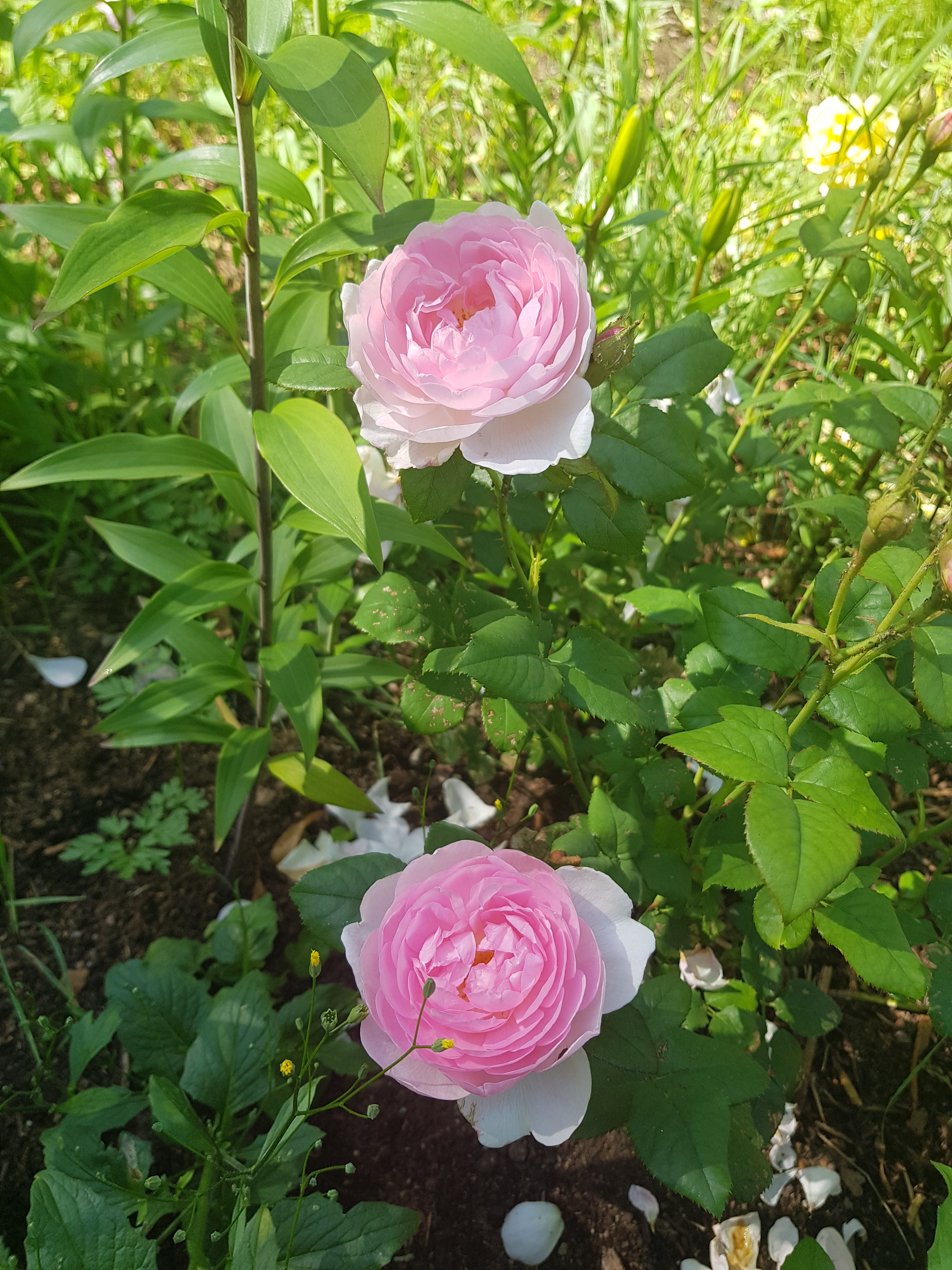Garden Inventory | Rosa ‘Scepter’d Isle’