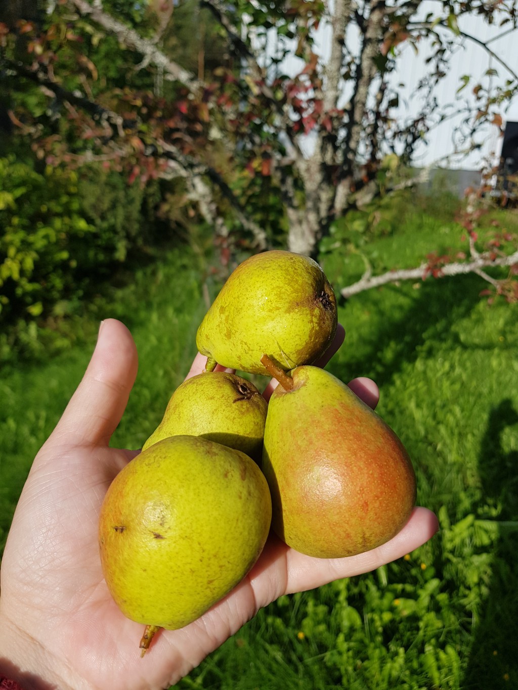 Garden Inventory | Pyrus communis ‘Pepi’