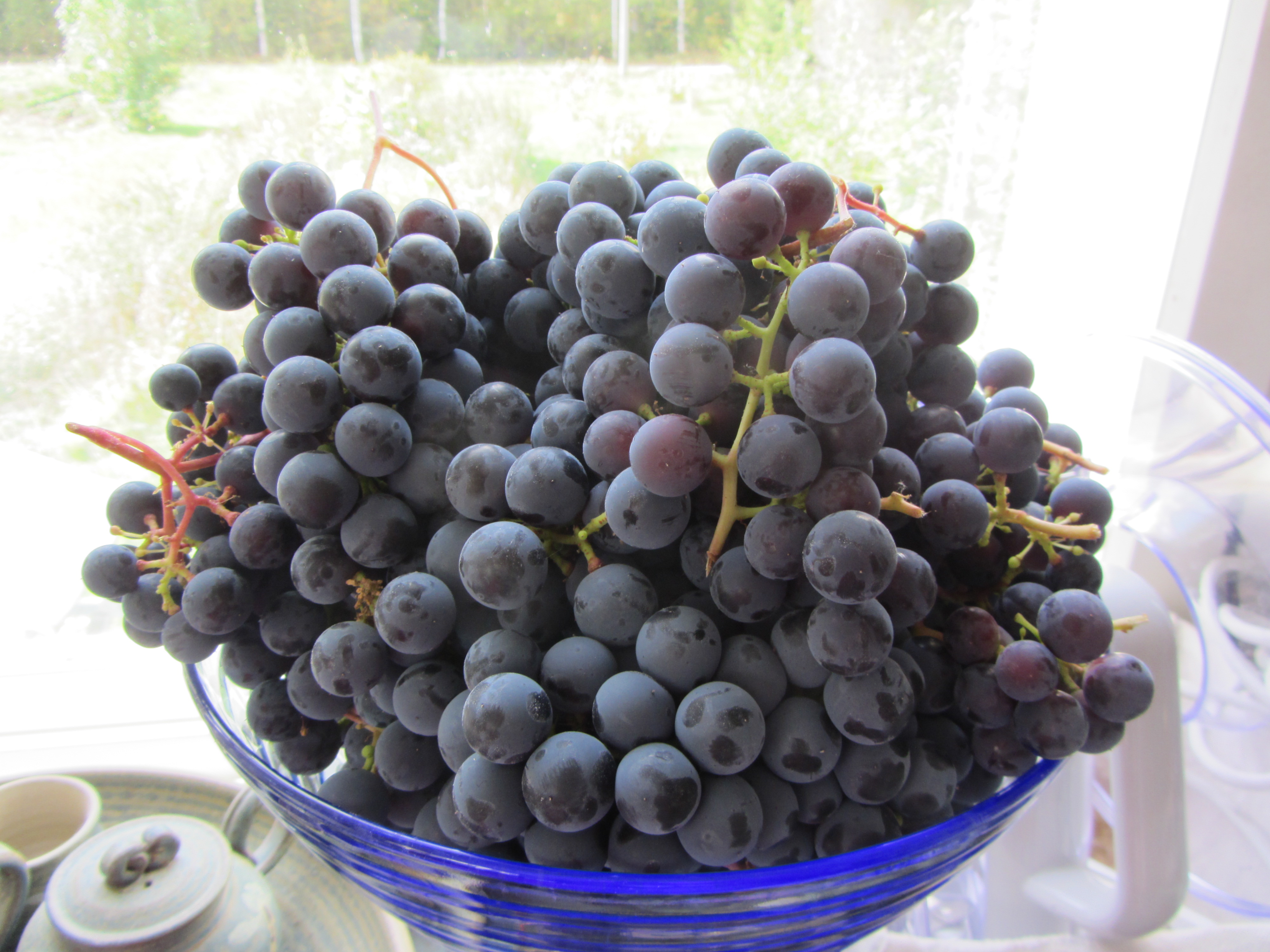 Garden Inventory | Vitis vinifera ‘Zilga’