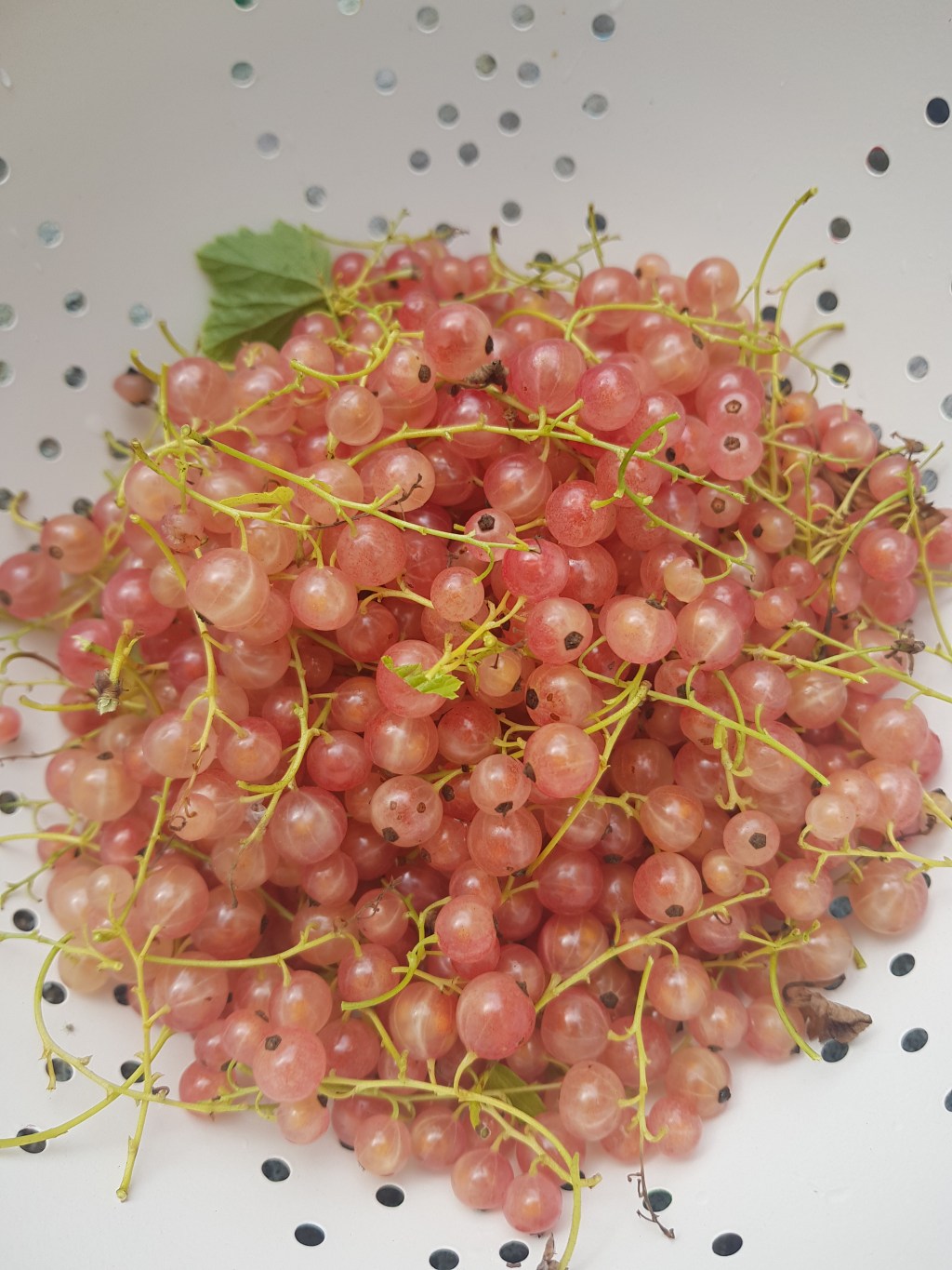 Garden Inventory | Ribes rubrum ‘Aili’