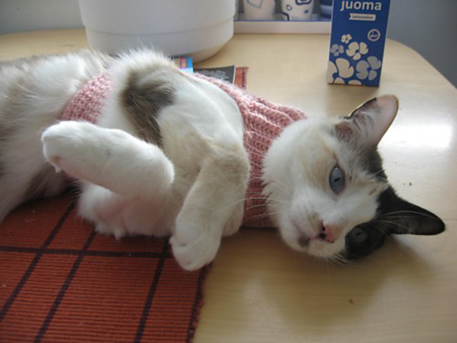 Coco’s Sweater: Mock Turtleneck Sweater for Cats